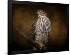 Coopers Hawk Portrait 1-Jai Johnson-Framed Giclee Print