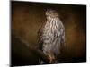 Coopers Hawk Portrait 1-Jai Johnson-Mounted Giclee Print