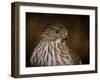 Coopers Hawk Portrait 2-Jai Johnson-Framed Giclee Print