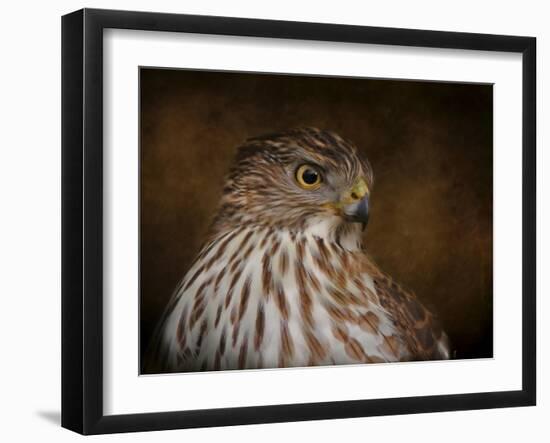 Coopers Hawk Portrait 2-Jai Johnson-Framed Giclee Print