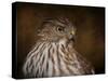 Coopers Hawk Portrait 2-Jai Johnson-Stretched Canvas