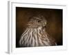 Coopers Hawk Portrait 2-Jai Johnson-Framed Giclee Print