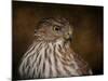 Coopers Hawk Portrait 2-Jai Johnson-Mounted Giclee Print