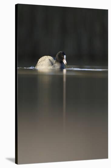 Coot (Fulica Atra) on Water in Evening Light, Fife, Scotland, UK, November-Peter Cairns-Stretched Canvas