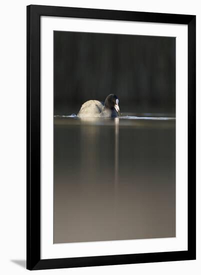 Coot (Fulica Atra) on Water in Evening Light, Fife, Scotland, UK, November-Peter Cairns-Framed Photographic Print