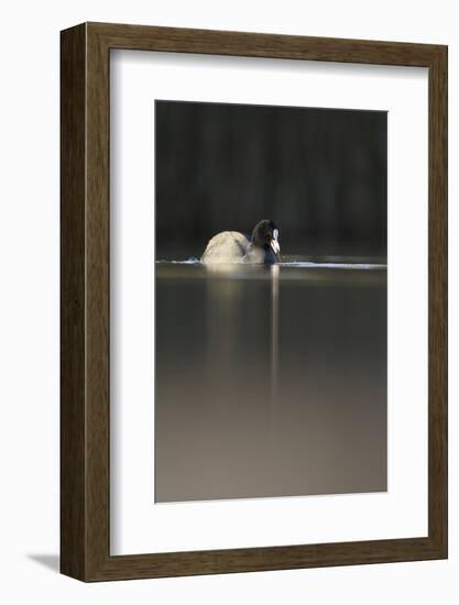 Coot (Fulica Atra) on Water in Evening Light, Fife, Scotland, UK, November-Peter Cairns-Framed Photographic Print