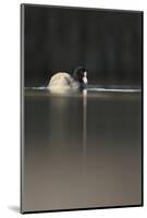 Coot (Fulica Atra) on Water in Evening Light, Fife, Scotland, UK, November-Peter Cairns-Mounted Photographic Print