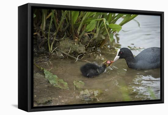 Coot (Fulica), Young Chick Feeding, Gloucestershire, England, United Kingdom-Janette Hill-Framed Stretched Canvas