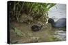 Coot (Fulica), Young Chick Feeding, Gloucestershire, England, United Kingdom-Janette Hill-Stretched Canvas