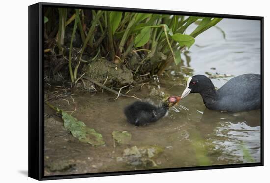 Coot (Fulica), Young Chick Feeding, Gloucestershire, England, United Kingdom-Janette Hill-Framed Stretched Canvas