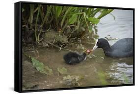 Coot (Fulica), Young Chick Feeding, Gloucestershire, England, United Kingdom-Janette Hill-Framed Stretched Canvas
