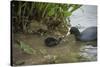 Coot (Fulica), Young Chick Feeding, Gloucestershire, England, United Kingdom-Janette Hill-Stretched Canvas