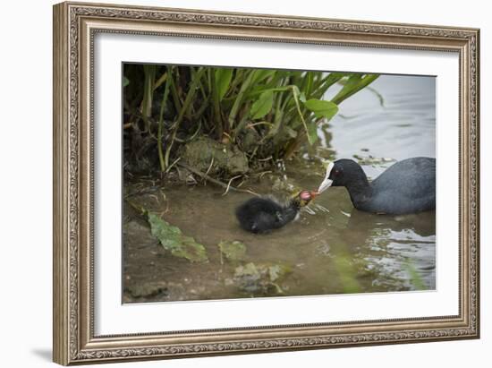 Coot (Fulica), Young Chick Feeding, Gloucestershire, England, United Kingdom-Janette Hill-Framed Photographic Print