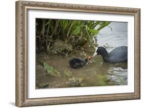 Coot (Fulica), Young Chick Feeding, Gloucestershire, England, United Kingdom-Janette Hill-Framed Photographic Print