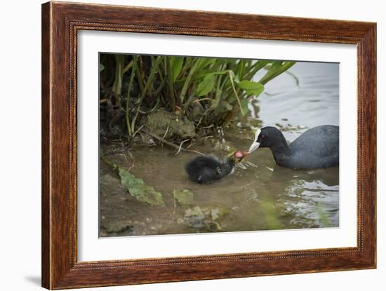 Coot (Fulica), Young Chick Feeding, Gloucestershire, England, United Kingdom-Janette Hill-Framed Photographic Print