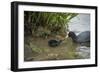 Coot (Fulica), Young Chick Feeding, Gloucestershire, England, United Kingdom-Janette Hill-Framed Photographic Print
