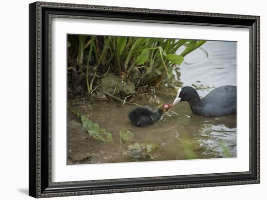 Coot (Fulica), Young Chick Feeding, Gloucestershire, England, United Kingdom-Janette Hill-Framed Photographic Print