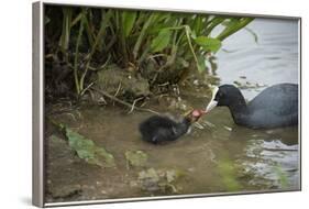 Coot (Fulica), Young Chick Feeding, Gloucestershire, England, United Kingdom-Janette Hill-Framed Photographic Print