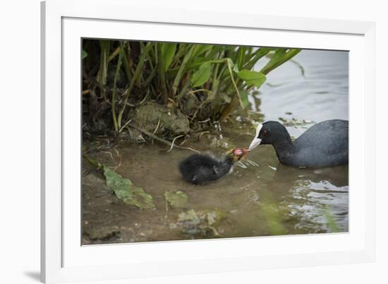 Coot (Fulica), Young Chick Feeding, Gloucestershire, England, United Kingdom-Janette Hill-Framed Photographic Print