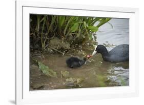 Coot (Fulica), Young Chick Feeding, Gloucestershire, England, United Kingdom-Janette Hill-Framed Photographic Print