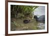 Coot (Fulica), Young Chick Feeding, Gloucestershire, England, United Kingdom-Janette Hill-Framed Photographic Print