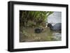 Coot (Fulica), Young Chick Feeding, Gloucestershire, England, United Kingdom-Janette Hill-Framed Photographic Print