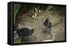 Coot (Fulica) Young Chicks, Gloucestershire, England, United Kingdom-Janette Hill-Framed Stretched Canvas