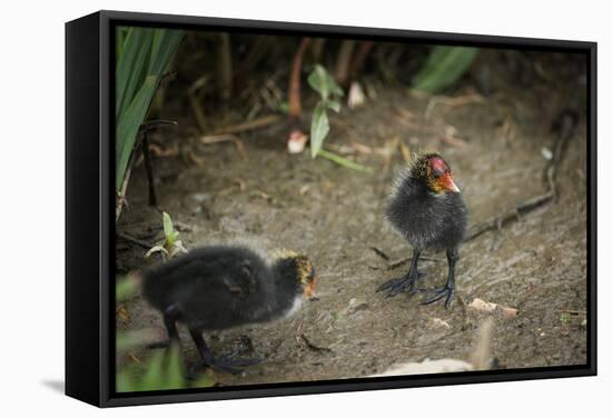 Coot (Fulica) Young Chicks, Gloucestershire, England, United Kingdom-Janette Hill-Framed Stretched Canvas