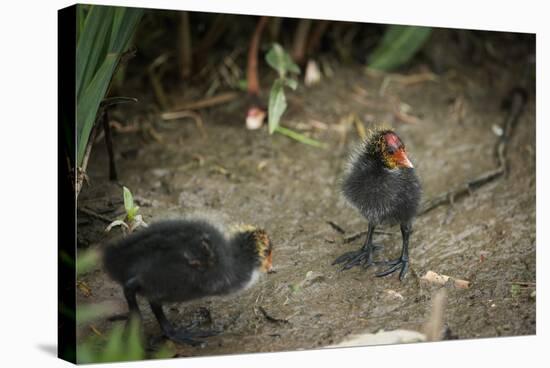 Coot (Fulica) Young Chicks, Gloucestershire, England, United Kingdom-Janette Hill-Stretched Canvas