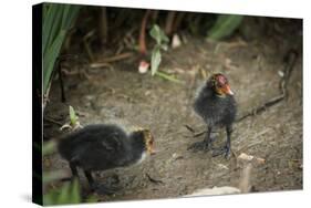 Coot (Fulica) Young Chicks, Gloucestershire, England, United Kingdom-Janette Hill-Stretched Canvas