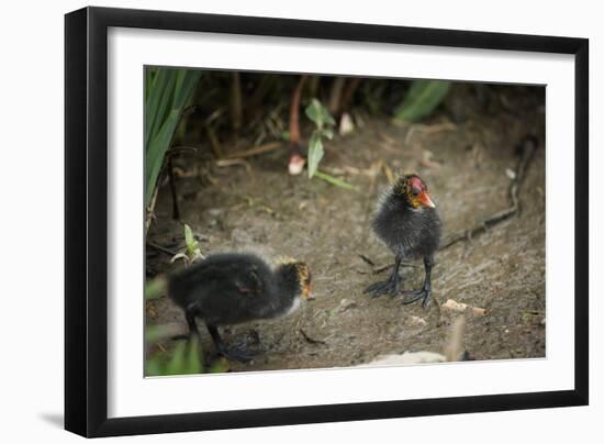 Coot (Fulica) Young Chicks, Gloucestershire, England, United Kingdom-Janette Hill-Framed Photographic Print