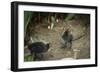 Coot (Fulica) Young Chicks, Gloucestershire, England, United Kingdom-Janette Hill-Framed Photographic Print