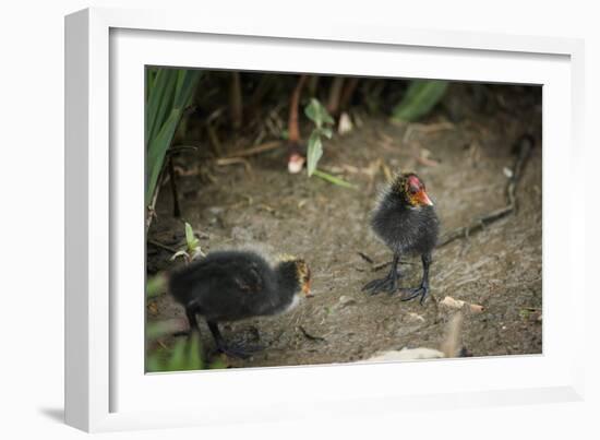 Coot (Fulica) Young Chicks, Gloucestershire, England, United Kingdom-Janette Hill-Framed Photographic Print