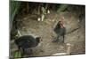 Coot (Fulica) Young Chicks, Gloucestershire, England, United Kingdom-Janette Hill-Mounted Photographic Print