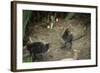 Coot (Fulica) Young Chicks, Gloucestershire, England, United Kingdom-Janette Hill-Framed Photographic Print