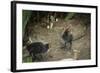 Coot (Fulica) Young Chicks, Gloucestershire, England, United Kingdom-Janette Hill-Framed Photographic Print