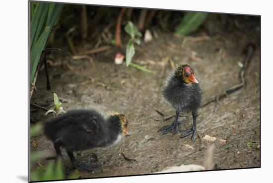 Coot (Fulica) Young Chicks, Gloucestershire, England, United Kingdom-Janette Hill-Mounted Photographic Print