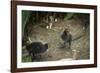 Coot (Fulica) Young Chicks, Gloucestershire, England, United Kingdom-Janette Hill-Framed Photographic Print