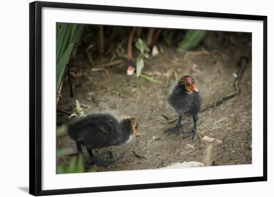 Coot (Fulica) Young Chicks, Gloucestershire, England, United Kingdom-Janette Hill-Framed Photographic Print