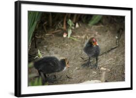 Coot (Fulica) Young Chicks, Gloucestershire, England, United Kingdom-Janette Hill-Framed Photographic Print