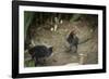 Coot (Fulica) Young Chicks, Gloucestershire, England, United Kingdom-Janette Hill-Framed Photographic Print