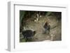 Coot (Fulica) Young Chicks, Gloucestershire, England, United Kingdom-Janette Hill-Framed Photographic Print