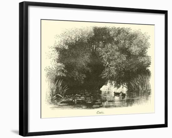 Coots-null-Framed Giclee Print