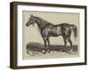 Copenhagen, the Duke of Wellington's Charger-null-Framed Giclee Print