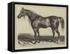 Copenhagen, the Duke of Wellington's Charger-null-Framed Stretched Canvas