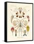 Copepoda, 1899-1904-null-Framed Stretched Canvas