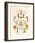 Copepoda, 1899-1904-null-Framed Giclee Print