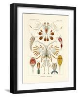 Copepoda, 1899-1904-null-Framed Giclee Print