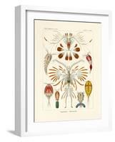 Copepoda, 1899-1904-null-Framed Giclee Print