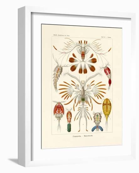 Copepoda, 1899-1904-null-Framed Giclee Print